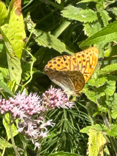 Silver-washed Fritillary