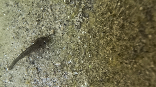 Southern Spectacled Salamander