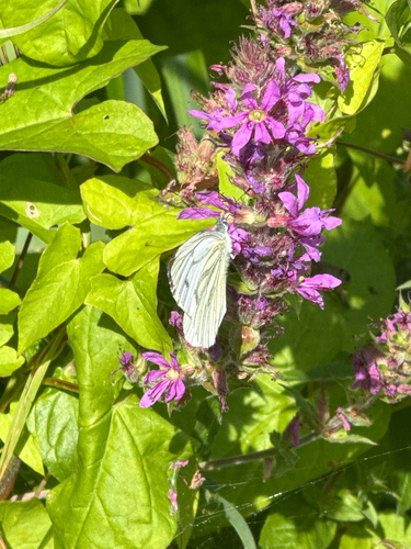 Green-veined White