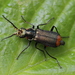 Common Malachite-Beetle - Photo (c) Ryzhkov Oleg, some rights reserved (CC BY-NC), uploaded by Ryzhkov Oleg