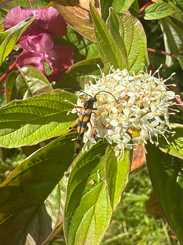 Strangalia attenuata