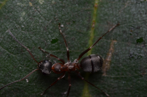 Formica cunicularia