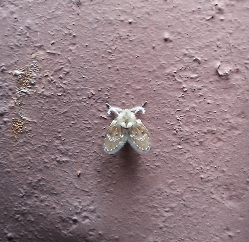 Bathroom Moth Fly