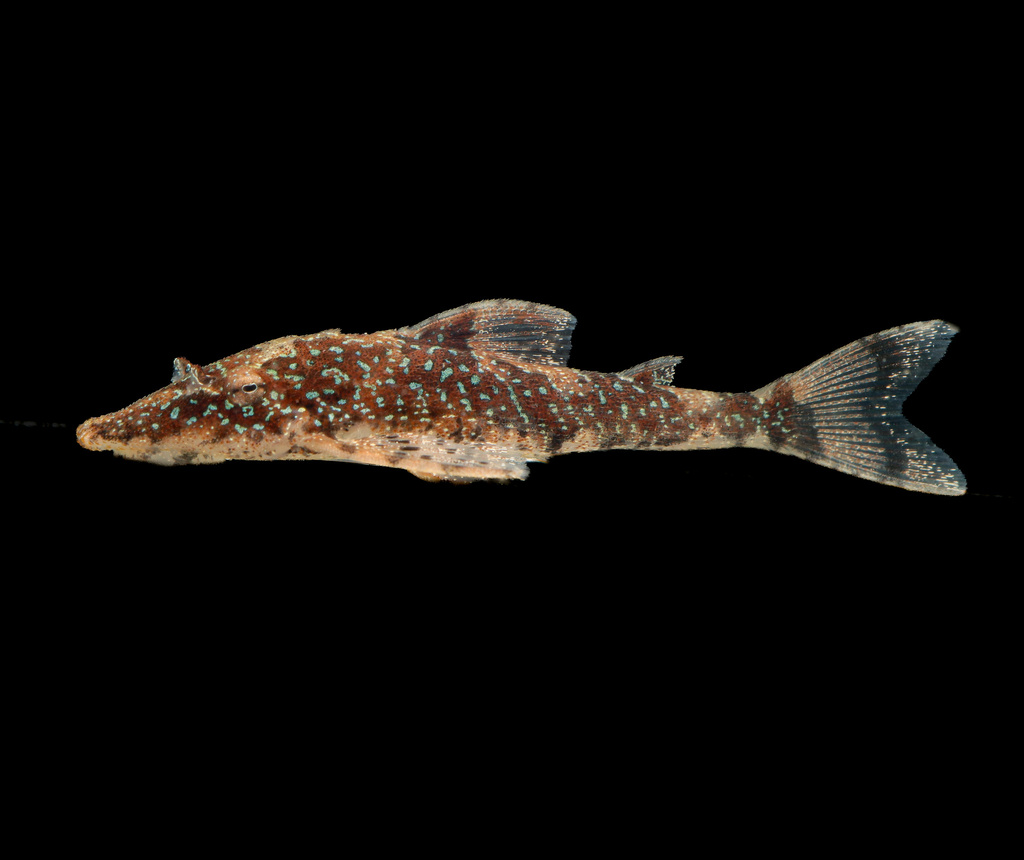 Rhinotocinclus