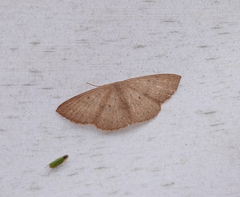 Cosymbiini
