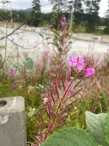 fireweed