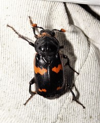 Nicrophorus sayi