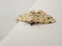 Sandava scitisignata