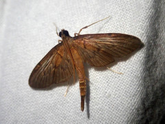 Hymenoptychis sordida