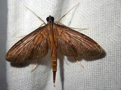 Hymenoptychis sordida