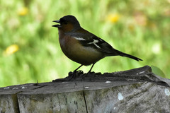 Fringilla coelebs