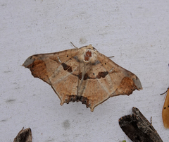 Semiothisops macariata