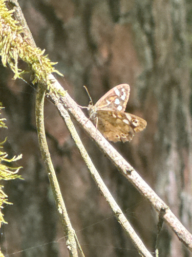 Speckled Wood