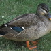 Pacific Black Duck × Mallard - Photo (c) Graeme Rigg, some rights reserved (CC BY-NC), uploaded by Graeme Rigg