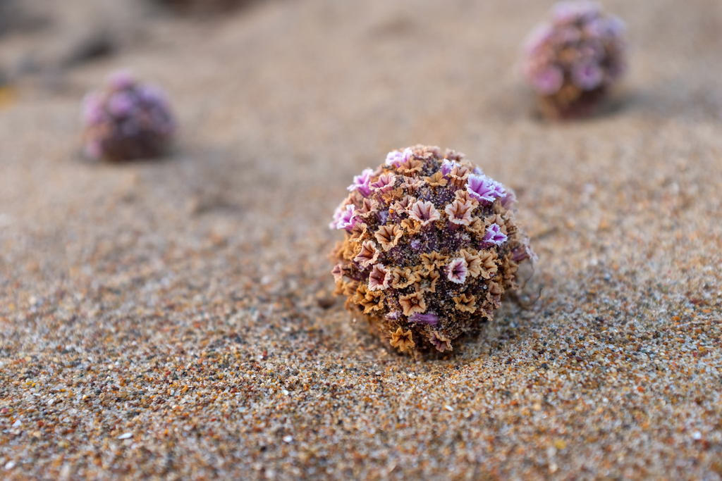 Desert christmas tree (Pholisma arenarium)