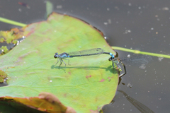 Paracercion calamorum