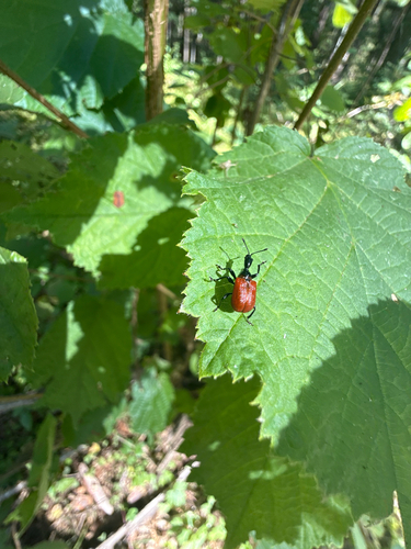 Hazel leaf-roller weevil