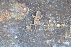 Agama armata