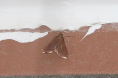 Endotricha theonalis