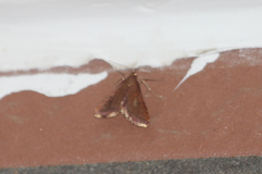 Endotricha theonalis