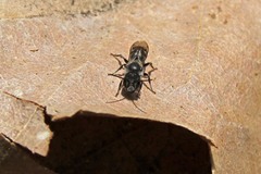 Protosmia rubifloris