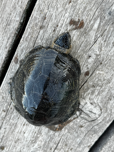 European Pond Turtle