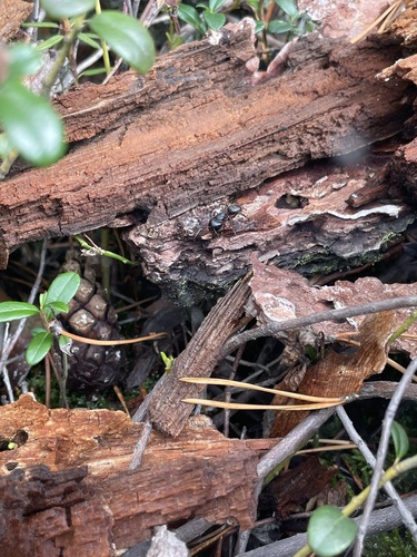 Hercules Carpenter Ant
