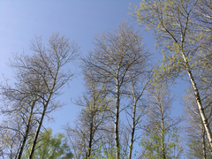 Espe (Populus tremula): Herkunft und Verwendung — Foto 3
