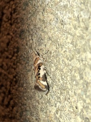 Aristotelia elegantella