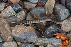 Psammophis brevirostris