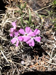 Phlox woodhousei
