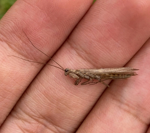 Perlamantis alliberti