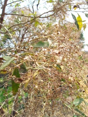 Vernonanthura patens