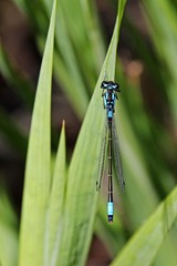 Zoniagrion exclamationis