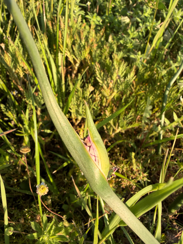 Wurmbea stricta, photograph 2