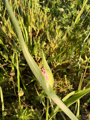 Wurmbea stricta, photograph (c) Deon van Eeden, some rights reserved (CC BY-SA)