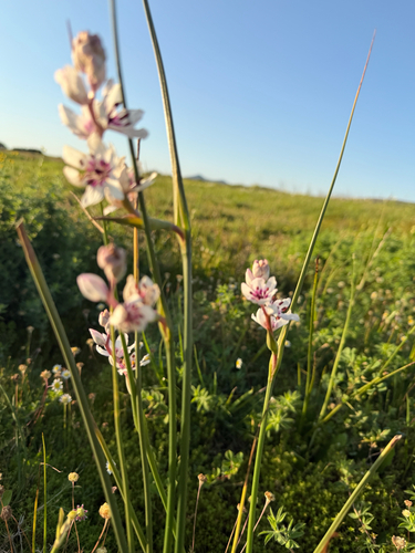 Wurmbea stricta, photograph 3