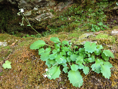 Micranthes virginiensis