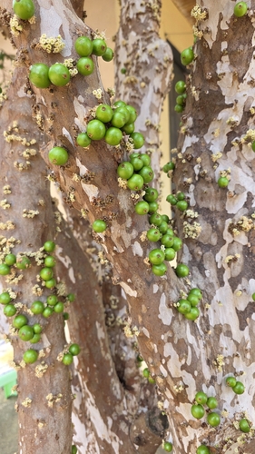 Jaboticaba
