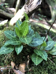 Pyrola alboreticulata