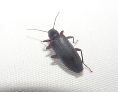 Eupsophulus