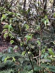 Vaccinium japonicum lasiostemon
