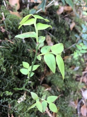 Vaccinium japonicum lasiostemon