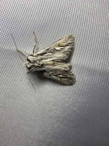 Provia argentata photo 5