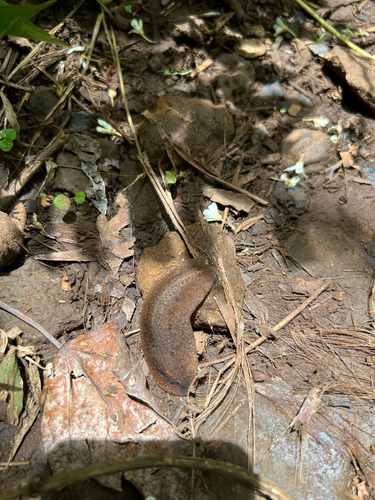 Veronicella cubensis observed 2026-08-13