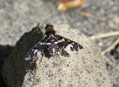 Exoprosopa caliptera