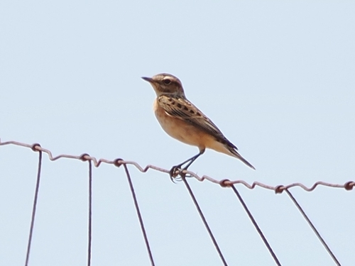 Whinchat