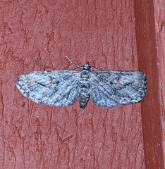Eupithecia graefii