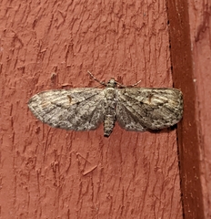 Eupithecia graefii