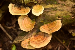 Trametes versicolor